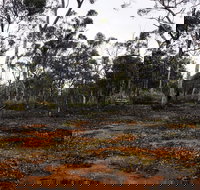 Woylie Walk Dryandra Woodland - Holiday Jervis Bay