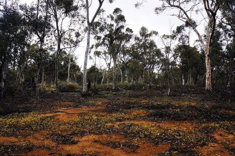 Woylie Walk, Dryandra Woodland - Holiday Jervis Bay 0