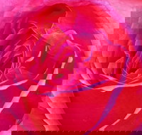 Abandon Stress Mobile Massage - Holiday Jervis Bay