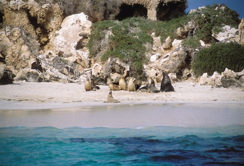 Australian Sea Lions - Holiday Jervis Bay 0