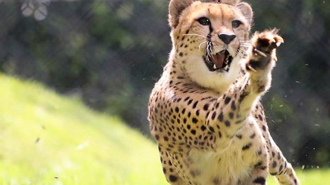 Billabong Zoo: Koala And Wildlife Park - Holiday Jervis Bay 0