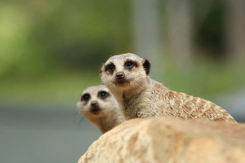 Billabong Zoo: Koala And Wildlife Park - Holiday Jervis Bay 1