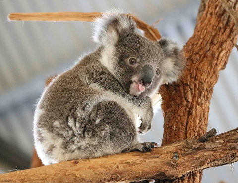 Billabong Zoo: Koala And Wildlife Park - Holiday Jervis Bay 2