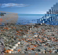 Hamelin Pool Stromatolites - Holiday Jervis Bay
