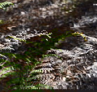 Langwarrin Flora and Fauna Reserve Walking Trails - Holiday Jervis Bay