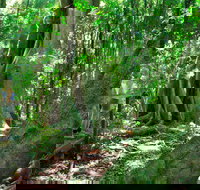 Mary Cairncross Scenic Reserve - Holiday Jervis Bay