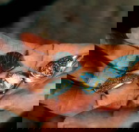 Opalton - Holiday Jervis Bay