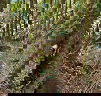 Palm Forest Walking Track - Holiday Jervis Bay