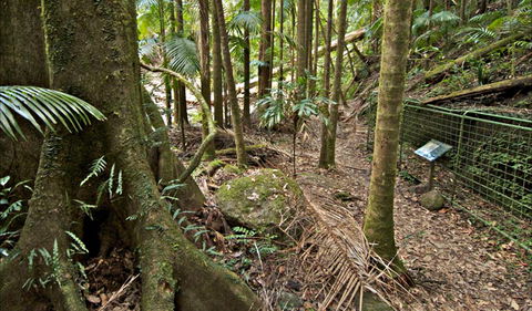 Palm Forest Walking Track - Holiday Jervis Bay 0