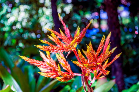 Queens Gardens - Holiday Jervis Bay 2