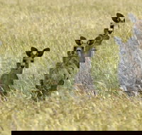 Woodlands Historic Park - Holiday Jervis Bay