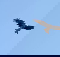 Yanga Lake Red Gum Bird Hide - Holiday Jervis Bay