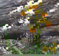 Dawn Atwell Nature Reserve - Holiday Jervis Bay