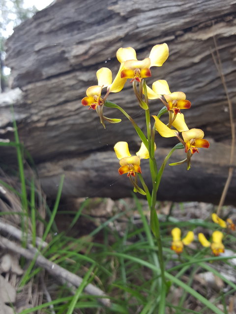 Dawn Atwell Nature Reserve - Holiday Jervis Bay 0