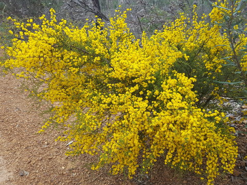 Dawn Atwell Nature Reserve - Holiday Jervis Bay 2
