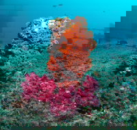 HMAS Brisbane Dive Site - Holiday Jervis Bay