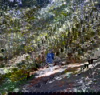 Lyrebird Circuit Walk - Holiday Jervis Bay