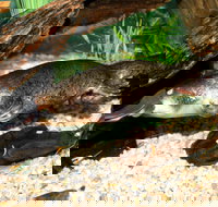 Platypus House - Holiday Jervis Bay