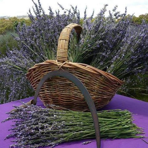 Rustique Lavender Farm - Holiday Jervis Bay 0