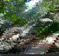 Wirrawilla Rainforest Walk - Holiday Jervis Bay