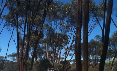 Boorabbin National Park - Holiday Jervis Bay 0