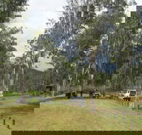 Chaelundi National Park - Holiday Jervis Bay