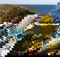 Green Island Walking Track - Holiday Jervis Bay