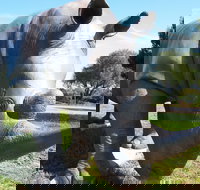 Tailem Bend Rhino Park and Dickson Reserve - Holiday Jervis Bay