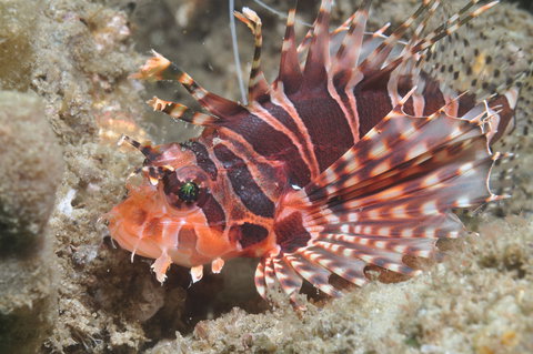 The Seaway Dive Site - Holiday Jervis Bay 0