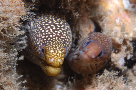 The Seaway Dive Site - Holiday Jervis Bay 1