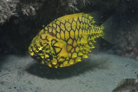 The Seaway Dive Site - Holiday Jervis Bay 2