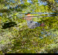 TreeTop Crazy Rider - Holiday Jervis Bay