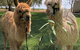 Visit An Alpaca Farm And Get Up And Personal With These Gentle And Unique Animals - thumb 0