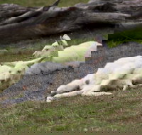 Yarra Valley Nocturnal Zoo - Holiday Jervis Bay