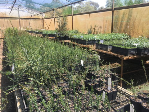 Euroa Arboretum - Holiday Jervis Bay 1