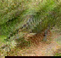 Grass Tree Circuit - Holiday Jervis Bay