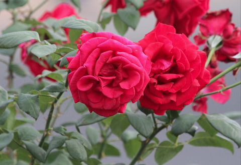 Lismore Community Gardens - Holiday Jervis Bay 0