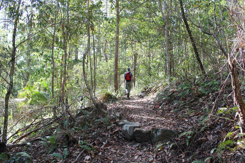 Morelia Walking Track, D'Aguilar National Park - Holiday Jervis Bay 1