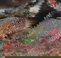 Nine Mile Reef Dive Site - Holiday Jervis Bay