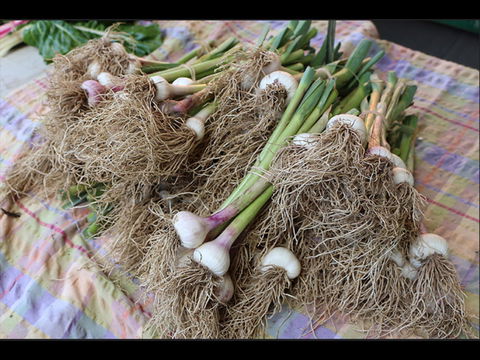 Queanbeyan Park Market - Holiday Jervis Bay 0