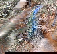 Barmah Forest Heritage and Education Centre - Nathalia - Holiday Jervis Bay