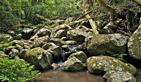 Booyong Walking Track - Holiday Jervis Bay 0