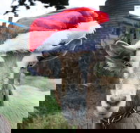 Bream Creek Farmers Market - Holiday Jervis Bay