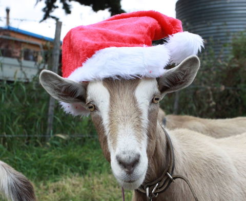 Bream Creek Farmers Market - Holiday Jervis Bay 0