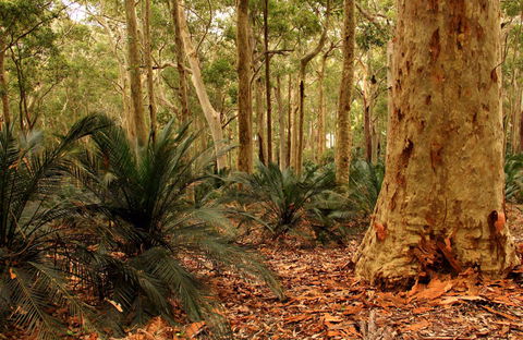Burrawang Walking Track - Holiday Jervis Bay 0