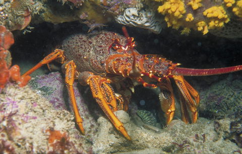 Eagle Rock Marine Sanctuary - Holiday Jervis Bay 1