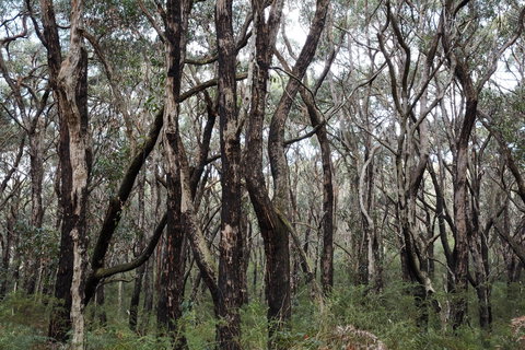Lookout Hill  Circuit Walk - Holiday Jervis Bay 0