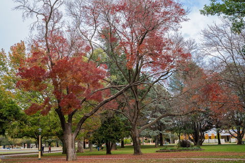 Queanbeyan Central Park - Holiday Jervis Bay 1