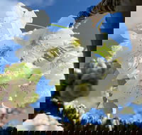 Tasmania Birchs Bay Cherries - Holiday Jervis Bay