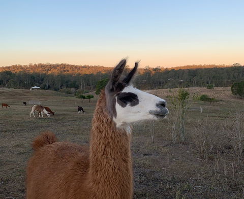 The Llama Farm - Holiday Jervis Bay 0